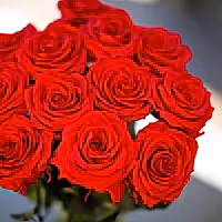 A Dozen Red Infinity Roses with Stem | Infinity Roses | Classic & Timeless Gift for Her