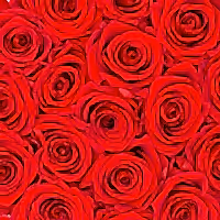 red preserved eternity roses in white rose box