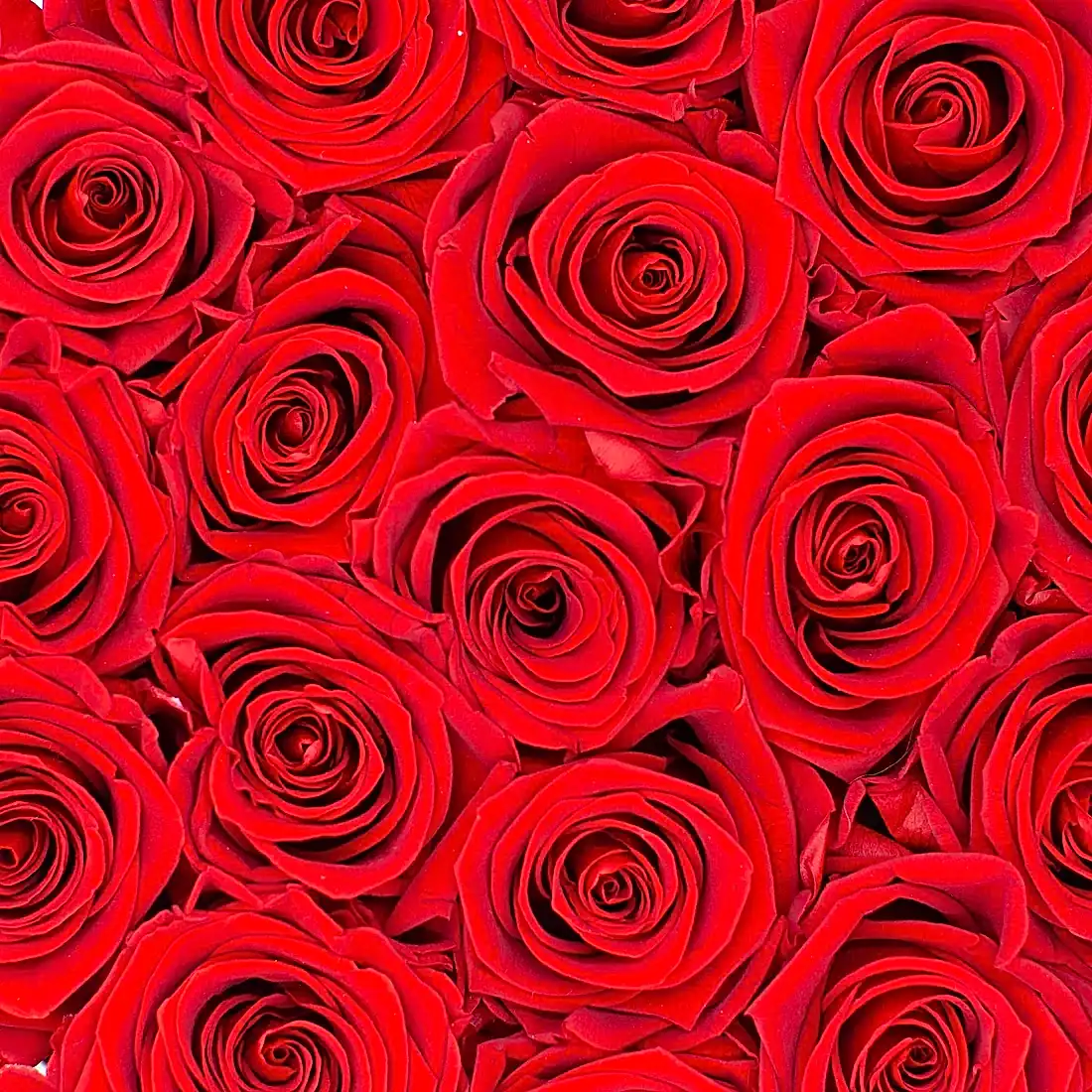 red preserved eternity roses