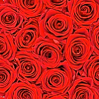 red preserved eternity roses in white rose box