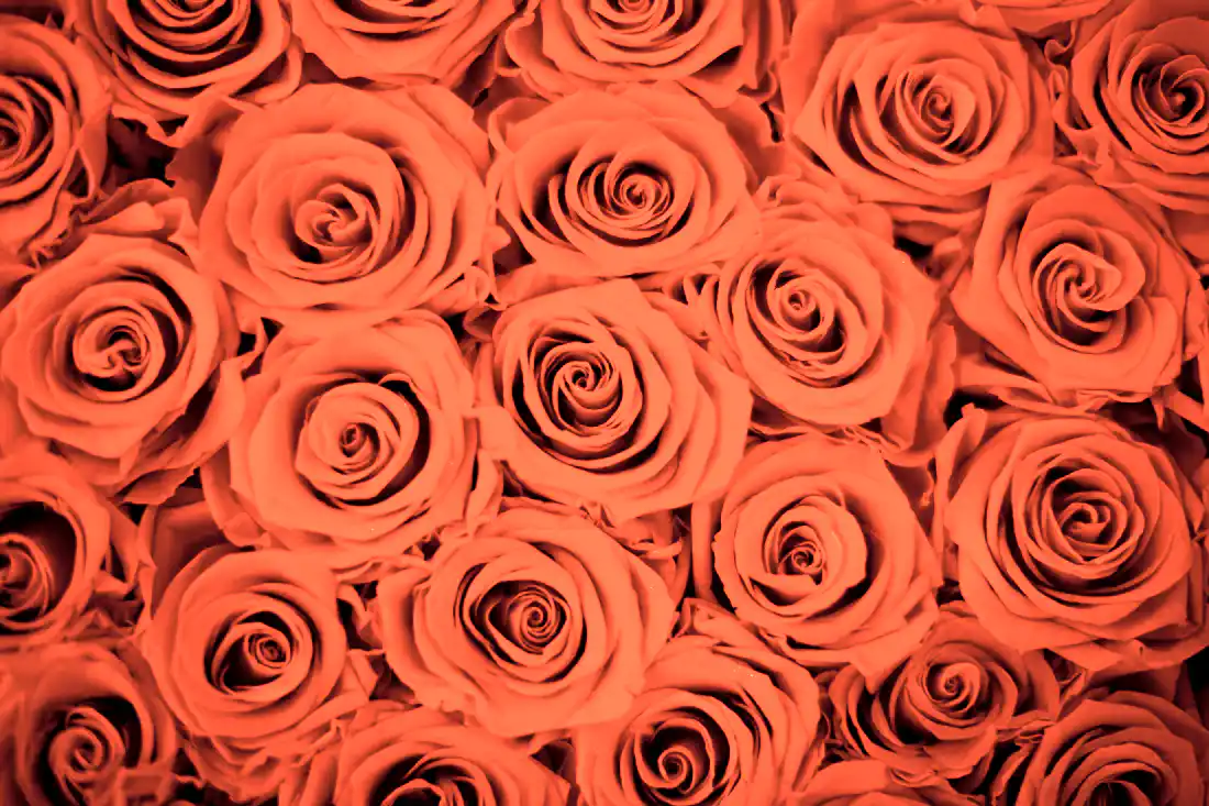 infinity roses in giant big rose box for valentine's day gift